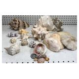 Conch Sea shells collection Conch Sea shells collection
