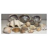 Group of Large Shells Group of Large Shells