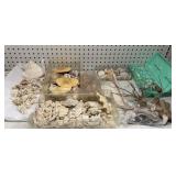 Group of Shells & Coral