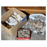 Collection of Fossils & Rocks Collection of Fossils & Rocks