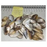 64 piece Shell Collection MOP 64 piece Shell Collection MOP