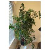 Faux House Plant 6 ft Tall