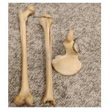 Scientific Replica Bones