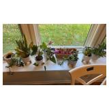 Collection of House Plants