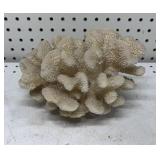 Nice Coral Specimen 7x10x4aprox