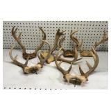 Group of Antlers