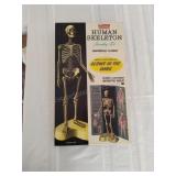 Vintage Renewal Human Skeleton Assembly Kit