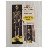 Vintage Renwal Human Skeleton Assembly Kit