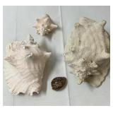 Large seashells.
