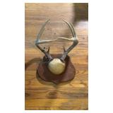 Mounted Deer Antlers