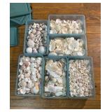 Group of Sea Shells