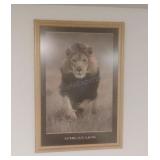 Framed African Lion Poster