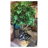 Fichus Tree Large 6