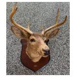 Vintage Ken Bailey 6 Point White Tail Mount