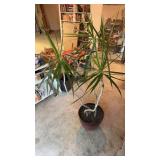 58 inch Dragon Tree