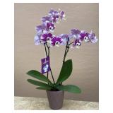 Live Phalaenopsis Orchid Plant