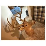 Deer taxidermy