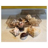 Storage bin of seashells