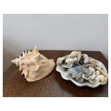 Sea shells