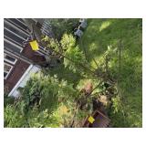 Re-bar garden wine tree