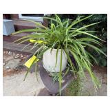 Spider plant, stoneware crock