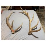 Large elk antlers (2)