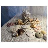 Sea shell collection, sand dollars