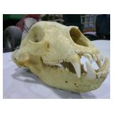 bear skull