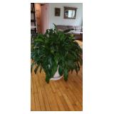 potted plant, 31" tall