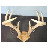 large old deer antlers and old metal deer tags