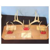 antler mounts from the 60