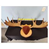 36" moose antlers
