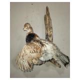 stuffed ruffed grouse