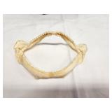 shark jaw