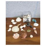 Assorted authentic seashells and decorative