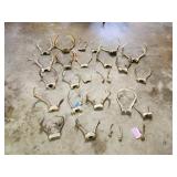 Large quantity whitetail deer antlers Large quantity whitetail deer antlers
