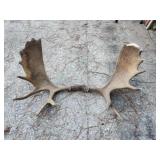 Authentic moose horns Authentic moose horns