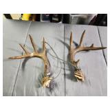 Genuine whitetail deer rattling antlers