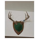 Whitetail deer 8 Point mounted antlers
