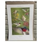 Tiny Wonderment Hummingbird Print - B.C. Bonham