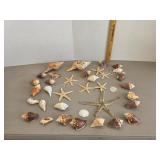 Assorted authentic seashells and stars