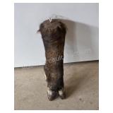 Wild boar Taxidermy Hoof Display Piece