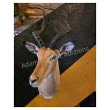 IMPALA TAXIDERMY SHOULDER MOUNT