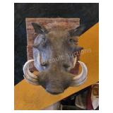AFRICAN WARTHOG TAXIDERMY SHOULDER MOUNT