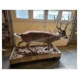 WHITETAIL DEER MONSTER NON-TYPICAL FULL BODY