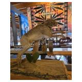 TEXAS JACKRABBIT FULL BODY TAXIDERMY MOUNT