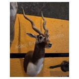 BLACKBUCK ANTELOPE TAXIDERMY SHOULDER MOUNT