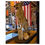 COYOTE FULL BODY TAXIDERMY MOUNT
