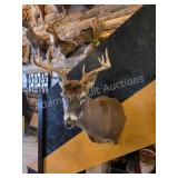 WHITETAIL DEER TAXIDERMY SHOULDER MOUNT