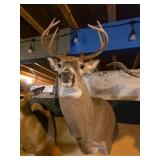 WHITETAIL DEER TAXIDERMY SHOULDER MOUNT